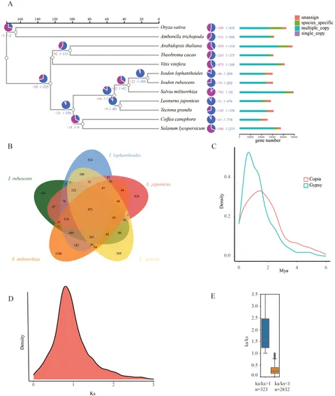 Frontiers | Chromosome-level assembly of the Isodon