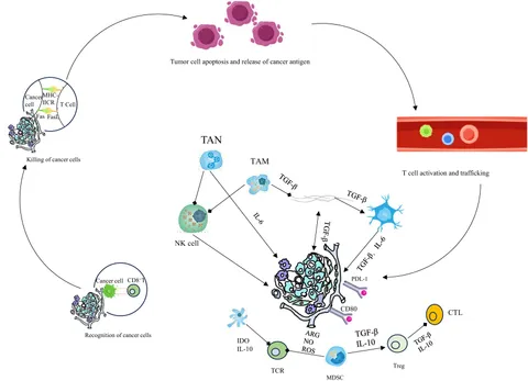 Frontiers | Recent advances in novel tumor immunotherapy