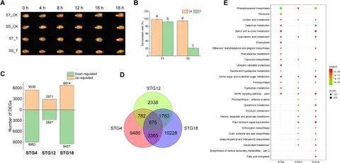 Frontiers | Multi-omics analysis of hexaploid triticale that Frontiers | Multi-omics analysis of hexaploid triticale that