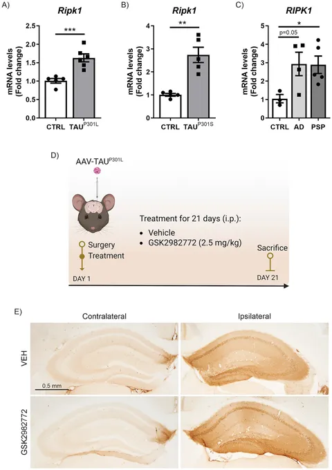 Frontiers | RIPK1 expression and inhibition in tauopathies