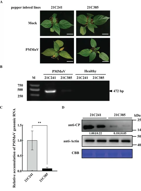 Frontiers | The transcriptional analysis of pepper shed