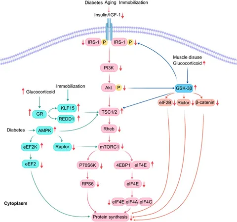 Muscle Diseases (神経学) Muscle Diseases (神経学) 本