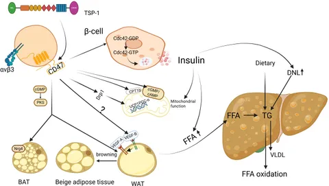Frontiers | CD47-mediated regulation of glucose and lipid