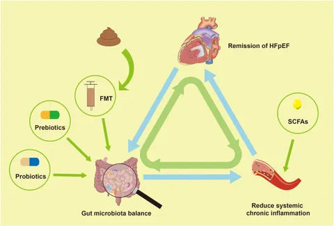 Frontiers | The gut microbiota-inflammation-HFpEF axis