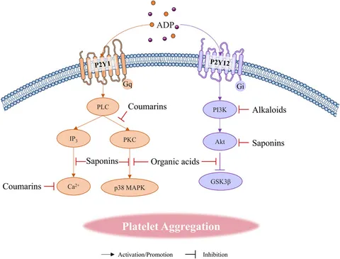 K Oncogenic RAS in Cancers from the DNA Replication Stress and