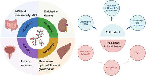Frontiers | The multiple biological activities of hyperoside