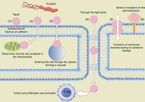 Ｈｅｌｉｃｏｂａｃｔｅｒ　Ｒｅｓｅａｒｃｈ Ｊｏｕｒｎａｌ　ｏｆ　Ｈｅｌｉｃｏｂａｃｔｅｒ　Ｒ ｖｏｌ．２５　ｎｏ．２（２０２/先端医学社/「Ｈｅｌｉｃｏｂａｃｔｅｒ　ｒｅｓｅａｒ（大型本） Helicobacter - Wiley Online Library