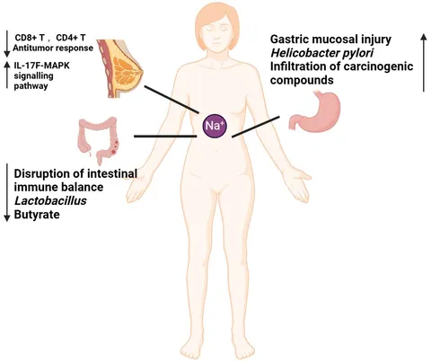 Frontiers | Recent advances in the role of high-salt diet in