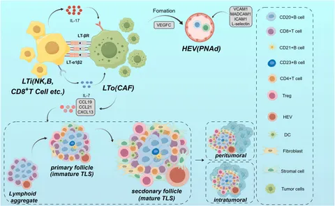 Frontiers | Tertiary lymphoid structures in esophageal