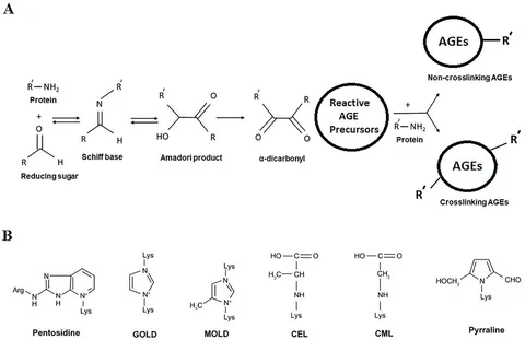 Hemoglobin and myoglobin in their （以下本文） Myoglobin: definition, structure and function | GetBodySmart