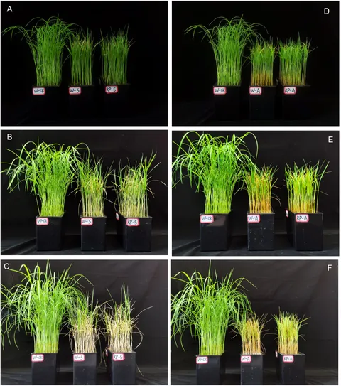 Frontiers | Transcriptome analysis reveals the mechanism of mixed