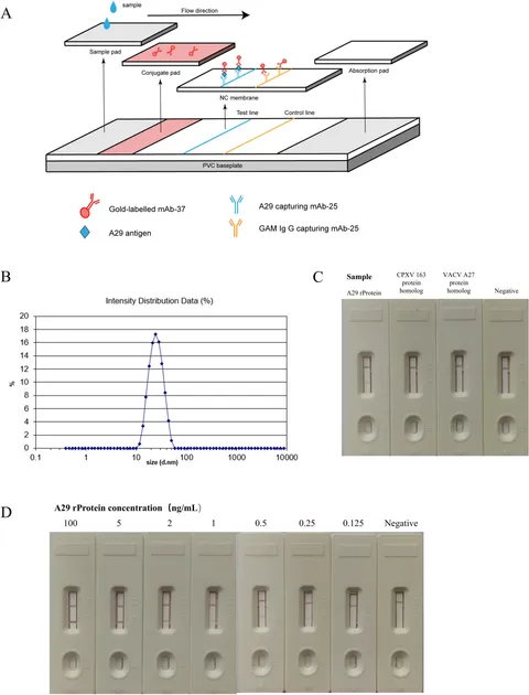 Frontiers | Preparation and application evaluation of