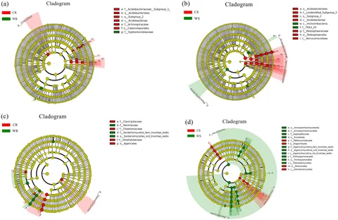 Frontiers | Differences in rhizospheric microbial