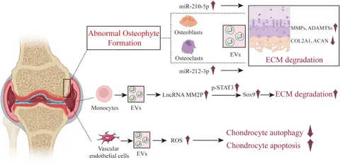Frontiers | The communication role of extracellular vesicles