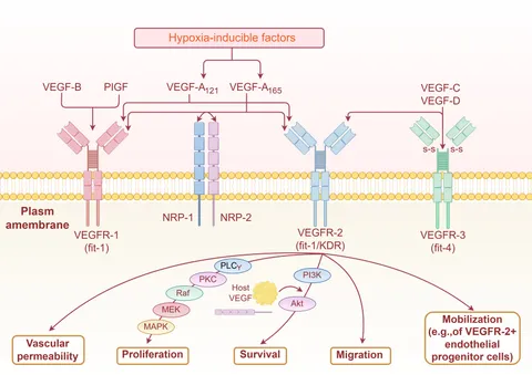 フォックス The Promise of Combination Therapies with FOXM1 Inhibitors