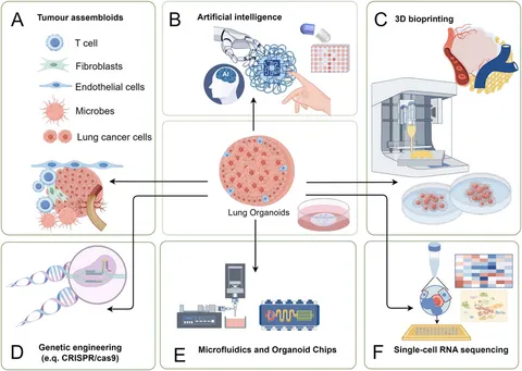Frontiers | Bridging the gap: how patient-derived lung