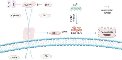 その他 Y Frontiers | The role of non-coding RNA in ferroptosis of