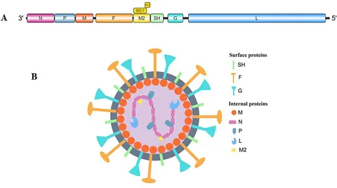 あきら Frontiers | Receptors and host factors: key players in human