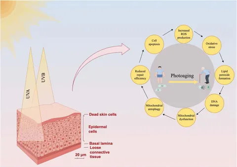 Frontiers | Dysregulation of autophagy during photoaging