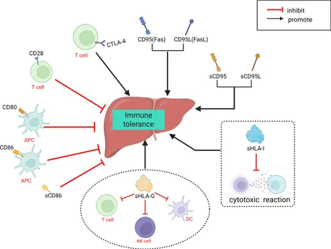 Frontiers | Advanced omics approaches in liver transplant