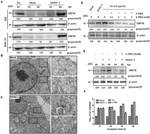 Frontiers | Role of endoplasmic reticulum stress in cell Frontiers | Role of endoplasmic reticulum stress in cell