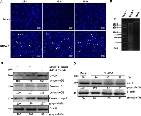 Frontiers | Role of endoplasmic reticulum stress in cell Frontiers | Role of endoplasmic reticulum stress in cell