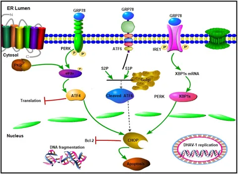 Frontiers | Role of endoplasmic reticulum stress in cell Frontiers | Role of endoplasmic reticulum stress in cell