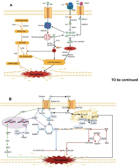 その他 Y ENDURANCE（バイク） Ninja ZX-25R マルチバー : エンデュランス