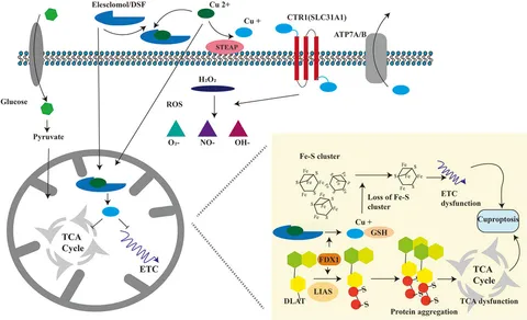 Frontiers | Cuproptosis and its potential role in