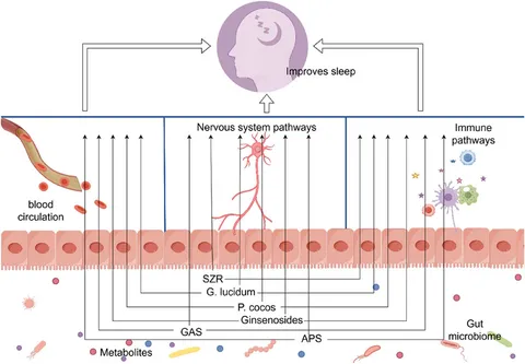 Frontiers | Gut microbiota: a new target for the prevention