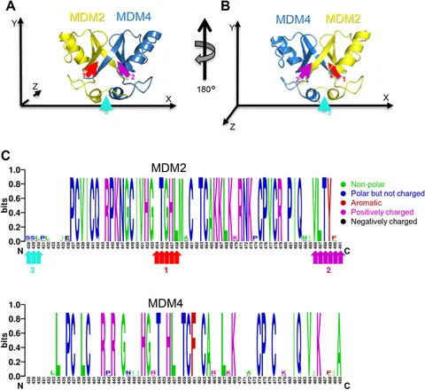 Frontiers | Exploring the heterodimer MDM2/MDM4 interaction