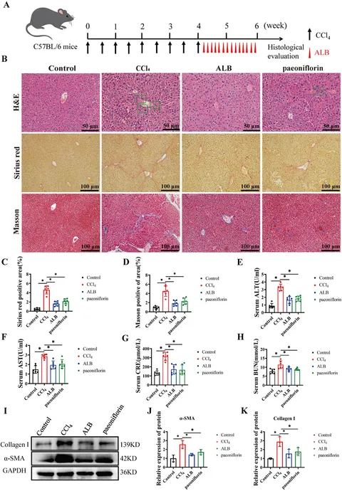 独特な 【送料無料】 Frontiers | Albiflorin inhibits inflammation to improve キーホルダー