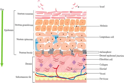 【年中無休】 Frontiers drug and oils essential plant in Advances | パーツ