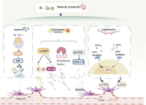Frontiers | Therapeutic potential of natural products in