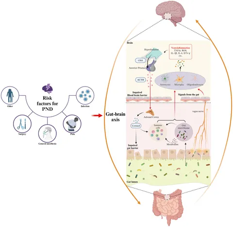 Frontiers | Role of gut microbiota in neuroinflammation: a