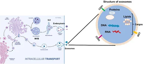 Frontiers | Engineered exosomes: a promising drug delivery