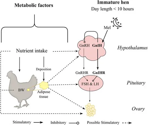 Frontiers | Role of nutritional and metabolic status on the