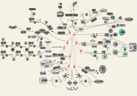 Frontiers | The analgesic mechanism of electroacupuncture at