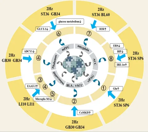Frontiers | The analgesic mechanism of electroacupuncture at