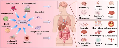 アルファ Unveiling piperazine-quinoline hybrids as potential multi
