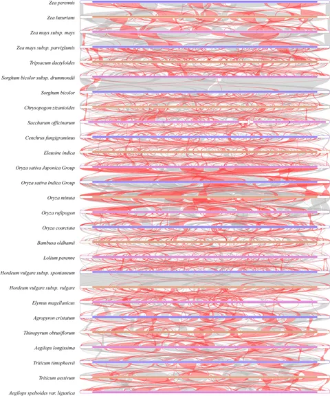 Frontiers | The complete mitochondrial genome of Cenchrus