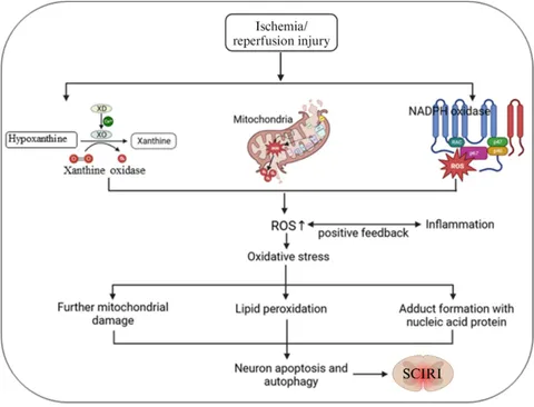 Frontiers | The role of oxidative stress in spinal cord