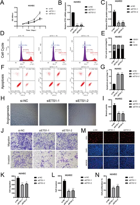 Frontiers | Dissecting the endothelial cell landscape in