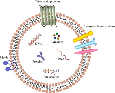 Frontiers | The roles of extracellular vesicles in mental