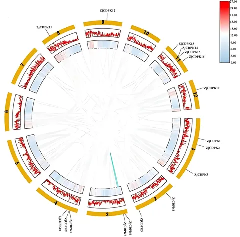 Frontiers | Genome-wide identification of CDPKs in jujube
