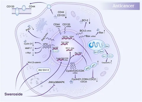 Frontiers | Sweroside: unveiling broad therapeutic potential