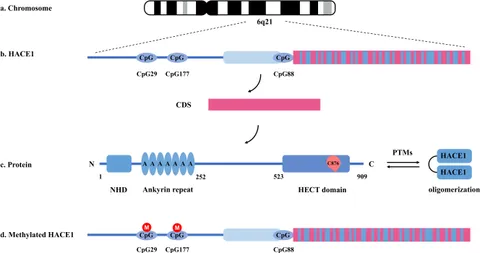 あい 41028-084 KAWASAKI SPOKE FRONT OUTER H1 KH500 KZ305/650/750