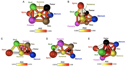 Frontiers | Distinct bone metabolic networks identified in