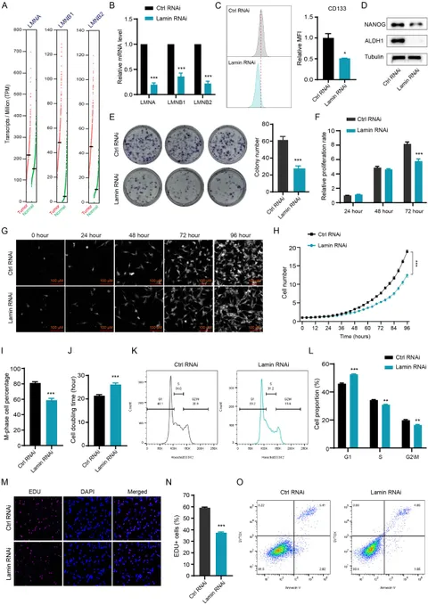 Frontiers | Lamins regulate cancer cell plasticity and