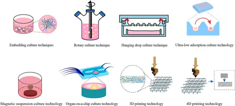オーガン Frontiers | Biomedical applications of organoids derived